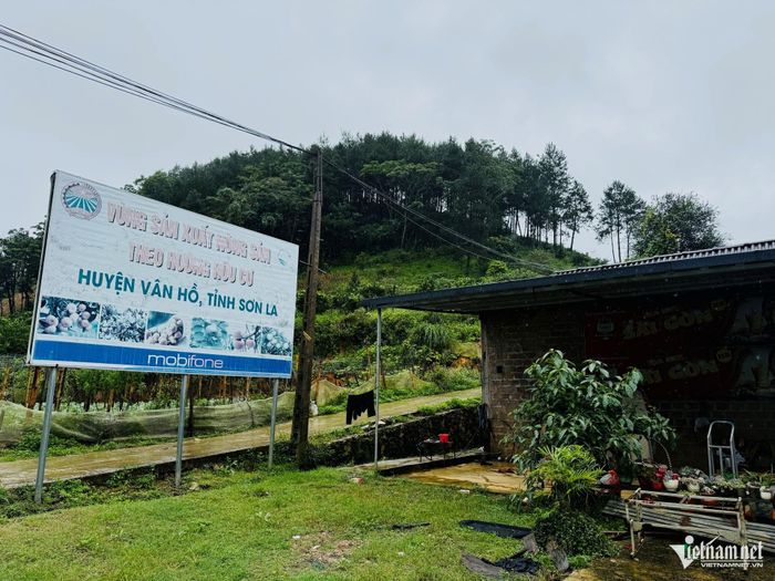 Hợp tác xã Nông nghiệp A Cao là một trong những đơn vị tiên phong triển khai mô hình nông nghiệp theo hướng sinh thái - hữu cơ tại địa phương. Ảnh: Bình Minh