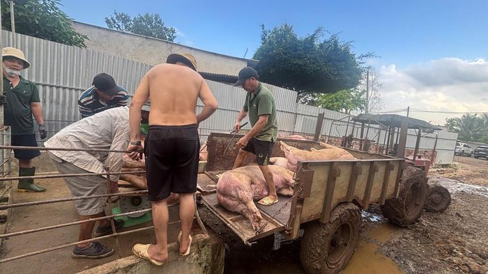 Các chủ trang trại mua heo hơi trung bình 100 kg - 110 kg để "vỗ béo"bằng chất tạo nạc Salbutamol trong 30 ngày, đến khoảng 130 - 140 kg thì xuất chuồng. Để che giấu hành vi phạm tội, các đối tượng sẽ ngưng sử dụng chất Salbutamol khoảng 10 ngày trước khi xuất bán đến các lò mổ để giết thịt và cho heo uống thuốc giải độc gan hoặc cho uống thuốc điện giải Bio, mục đích khi lực lượng chức năng xét nghiệm heo sẽ âm tính với chất cấm.