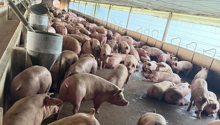 Trong vụ án này, Cơ quan CSĐT xác định, Võ Quốc Sơn (kiểm dịch viên động vật thuộc Trạm chăn nuôi thuỷ sản khu vực 2, Trung tâm kiểm dịch và chẩn đoán xét nghiệm thú y thuộc Chi cục Chăn nuôi và Thuỷ sản TP Đồng Nai) có hành vi "nhận hối lộ" tiếp tay cho các đối tượng làm ăn phạm pháp.
