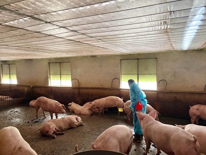 Công an phát hiện tại các nơi này đang nuôi nhốt 3.909 con heo, tổng trọng lượng hơn 500 tấn dương tính với chất cấm Sabultamol.