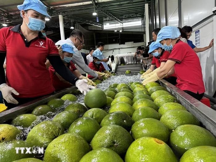 Khu sơ chế bưởi da xanh tại nhà máy Kim Thanh (xã Giao Long, tỉnh Vĩnh Long). (Ảnh: Huỳnh Phúc Hậu/TTXVN)