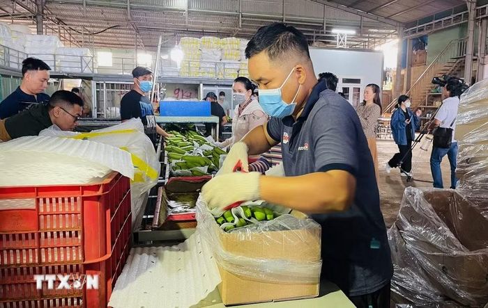 Doanh nghiệp xuất khẩu chuối tại Đồng Nai thực hiện quy trình đóng gói chuẩn bị xuất khẩu. (Ảnh: Lê Xuân/TTXVN)