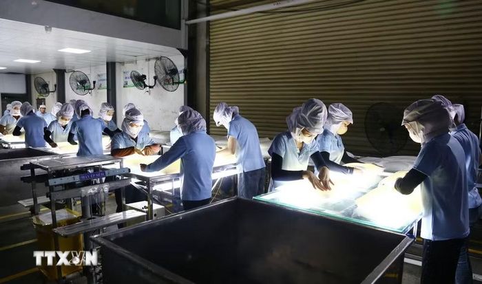 Sản xuất thạch dừa xuất khẩu tại Công ty cổ phần thực phẩm Cô Cô Việt Nam, GC Food. (Ảnh: Lê Xuân/TTXVN)