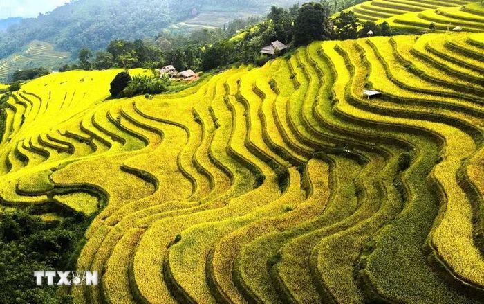 Những đường cong ruộng bậc thang rực vàng trong nắng thu. (Ảnh: Minh Tâm/TTXVN)
