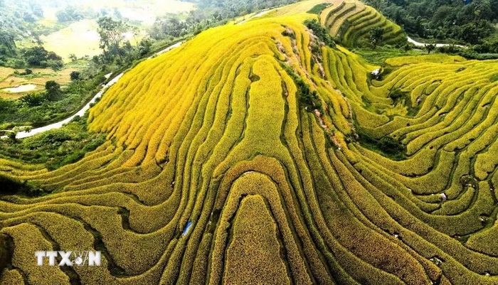 Những thửa ruộng nối tiếp nhau ôm theo sườn đồi. (Ảnh: Minh Tâm/TTXVN)