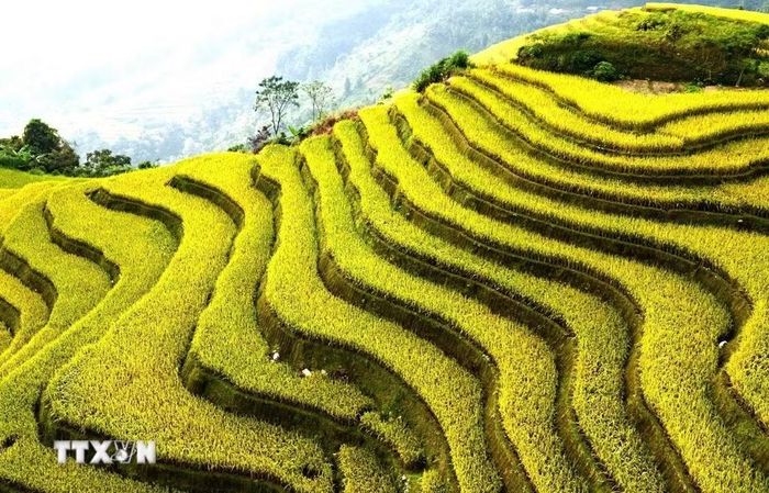 Từng tầng lúa chín uốn mềm trên triền núi. (Ảnh: Minh Tâm/TTXVN)