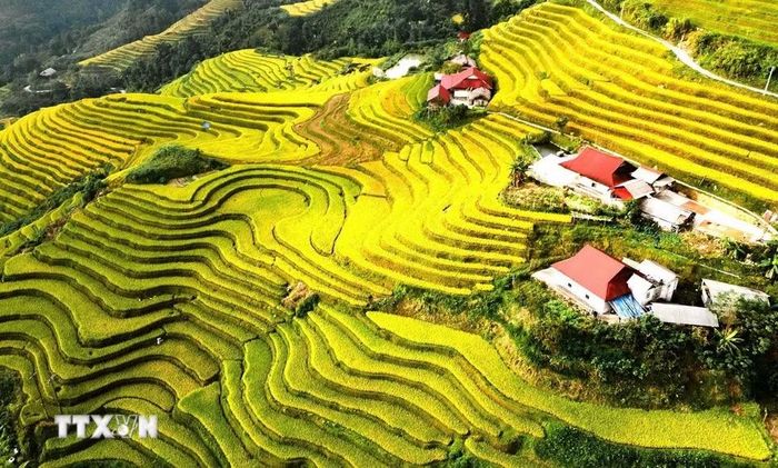Những mái nhà xen giữa ruộng bậc thang mùa lúa chín. (Ảnh: Minh Tâm/TTXVN)
