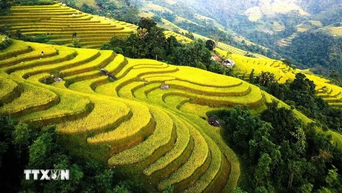 Ruộng lúa chín trải dài từ triền dốc xuống thung lũng. (Ảnh: Minh Tâm/TTXVN)