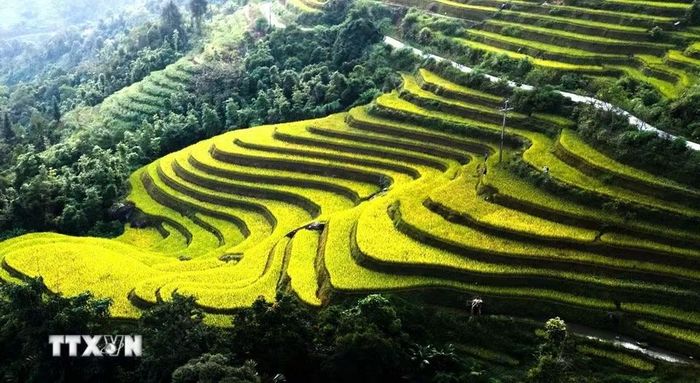 Những dải lúa vàng uốn lượn bên vạt rừng xanh. (Ảnh: Minh Tâm/TTXVN)