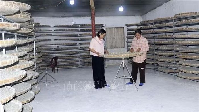 Hợp tác xã Dâu tằm Hạnh Lê đóng vai trò là đầu mối liên kết chặt chẽ các hộ trồng dâu nuôi tằm với doanh nghiệp chế biến để tạo nên chuỗi giá trị sản xuất và tiêu thụ khép kín. Ảnh: Đinh Thùy/TTXVN