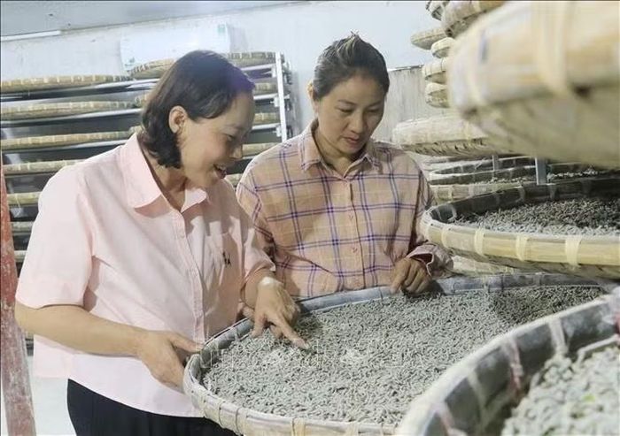 Nhờ áp dụng linh hoạt mô hình trồng dâu, nuôi tằm kết hợp điểm tham quan, trải nghiệm nghề và cung ứng giống tằm con, doanh thu hàng năm của Hợp tác xã Dâu tằm Hạnh Lê đạt gần 1,9 tỷ đồng. Ảnh: Đinh Thùy/TTXVN