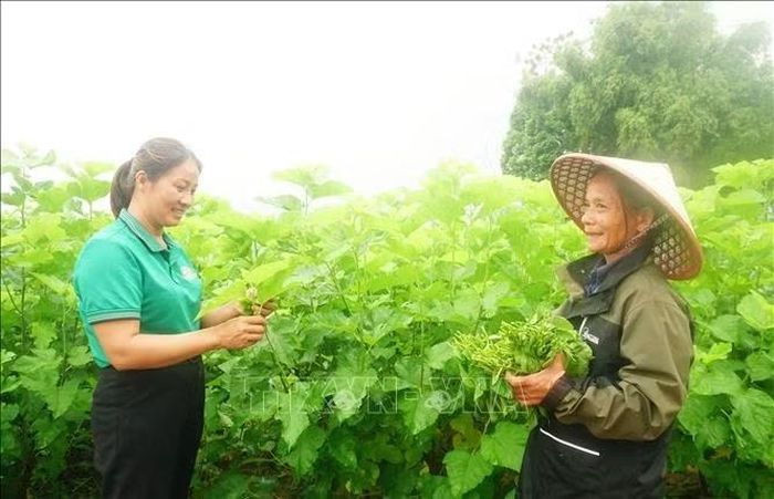 Hợp tác xã Dâu tằm Hạnh Lê tạo việc làm thường xuyên cho 5 lao động chính và 6 lao động thời vụ với mức lương từ 10 - 15 triệu đồng/tháng. Ảnh: TTXVN phát