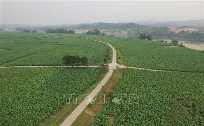 Cây dâu là cây trồng chủ lực đem lại giá trị kinh tế cao cho người dân Trấn Yên (Lào Cai). Ảnh: TTXVN phát