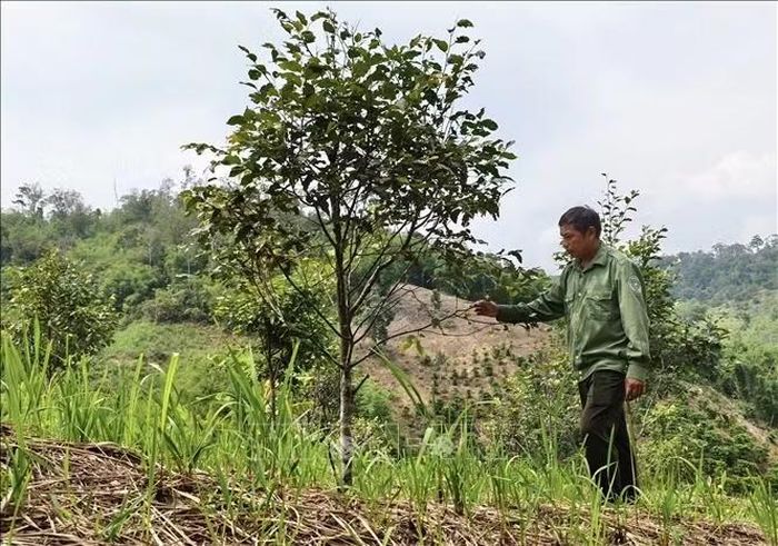 Anh Chảo A Sinh, thành viên Ban Quản lý rừng phòng hộ Đắk Glong - Gia Nghĩa (tỉnh Lâm Đồng) kiểm tra một khu vực rừng trồng thuộc đơn vị quản lý. Ảnh: TTXVN phát