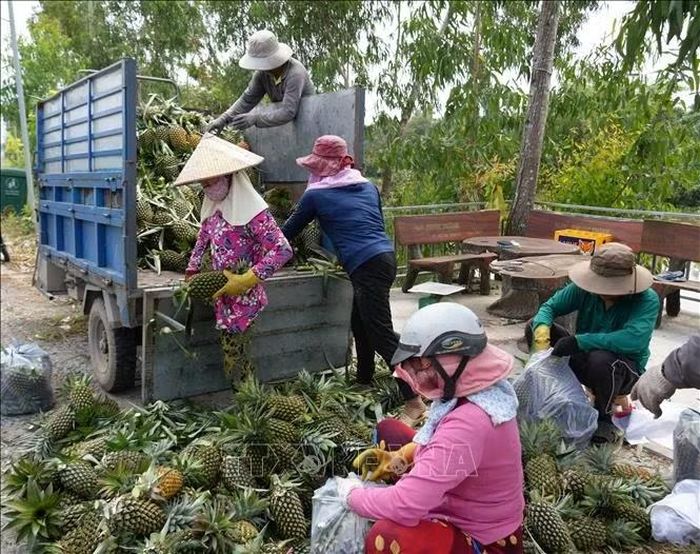 Tỉnh Đồng Tháp hiện có 15.859ha dứa, chủ yếu trồng tập trung tại vùng đất phèn Tân Phước, sản lượng 282.000 tấn/năm.