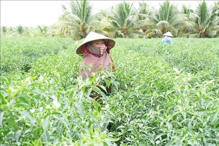 Mô hình trồng ớt cho thu nhập cao ở xã Bình Ninh, tỉnh Đồng Tháp.