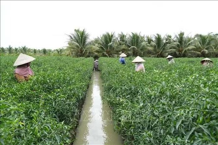 Mô hình trồng ớt cho thu nhập cao ở xã Bình Ninh, tỉnh Đồng Tháp.