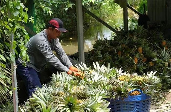 Thu hoạch dứa tại Đồng Tháp.