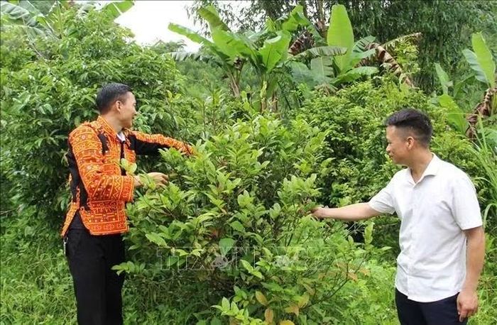 Trà hoa vàng được nhân dân trồng phổ biến ở xã Xuân Dương, Lạng Sơn. Ảnh: TTXVN phát
