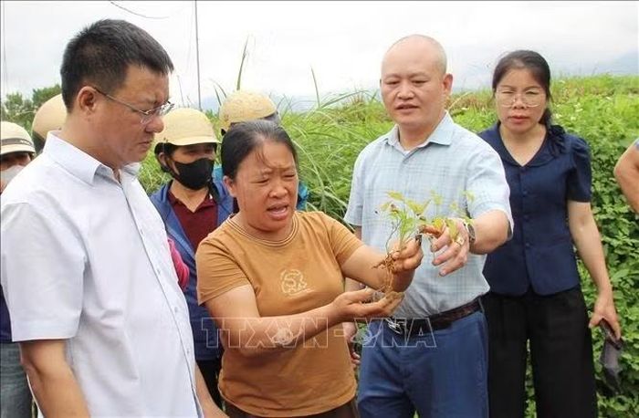 Cán bộ chuyên môn kiểm tra tiến độ sinh trưởng của cây Bách Bộ tại vườn trồng ở xã Lộc Bình, Lạng Sơn. Ảnh: TTXVN phát.