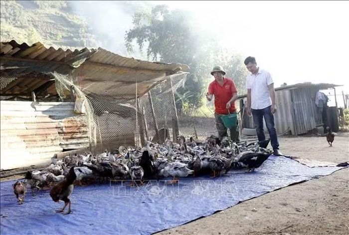 Sau gần 3 tháng, nhờ chăm sóc tốt, đàn vịt cổ xanh của gia đình ông Lò Văn Long (áo đỏ), ở bản Đông Xuông, xã Ngọc Chiến luôn khỏe mạnh, ít hao hụt, lớn nhanh, đạt trọng lượng trung bình gần 2kg/con và chuẩn bị được xuất bán.
