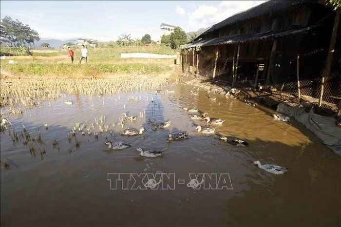 Tham gia mô hình, ông Lò Văn Long (áo đỏ), ở bản Đông Xuông, xã Ngọc Chiến được hỗ trợ 200 con giống và thức ăn chăn nuôi, thuốc thú y, kỹ thuật chăm sóc...Sau gần 3 tháng, đàn vịt sinh trưởng, phát triển tốt và chuẩn bị được xuất bán.