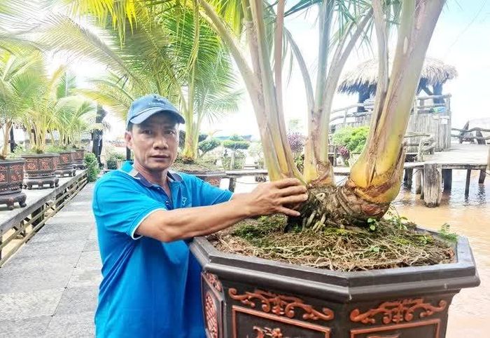Cây dừa ở đây có nhiều hình thái ngọn, như dừa 3 ngọn, hay còn gọi là dừa "Tam Tài''.