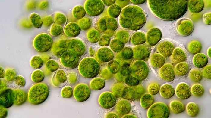 Loài tảo chứa protein nhạy sáng đặt nền móng cho sự phát triển của kỹ thuật quang di truyền học. Ảnh: Namscience.
