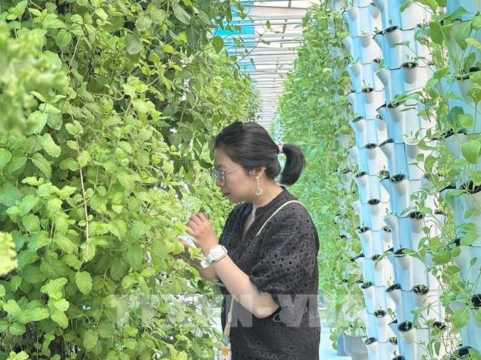Rau thuỷ canh tại Suối Gạo đáp ứng tiêu chuẩn chất lượng du khách yêu cầu. Ảnh: Hồng Nhung - TTXVN