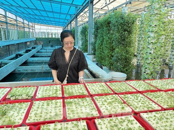 Du khách tìm hiểu hệ thống rau thuỷ canh tại Suối Gạo. Ảnh: Hồng Nhung - TTXVN 