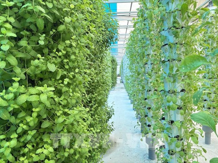 Hệ thống rau thuỷ canh cung ứng nguyên liệu sạch cho Suối Gạo và du khách có nhu cầu mang về. Ảnh: Hồng Nhung - TTXVN