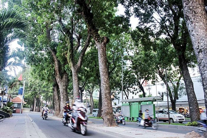 Hàng cây cổ thụ với nhiều cây trăm tuổi trên đường Tôn Đức Thắng - TP.HCM giờ chỉ còn trong ký ức