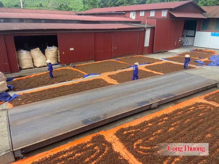 Vinasamex tạo công ăn việc làm cho bà con nhiều địa phương miền núi