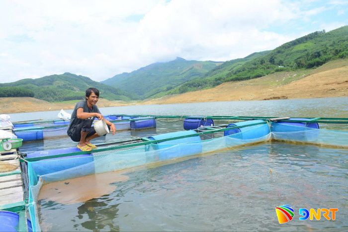 Ông Phạm Hữu Quốc (xã Trà Đốc) kiểm tra sự sinh trưởng của đàn cá diêu hồng. Ảnh: HỮU ANH