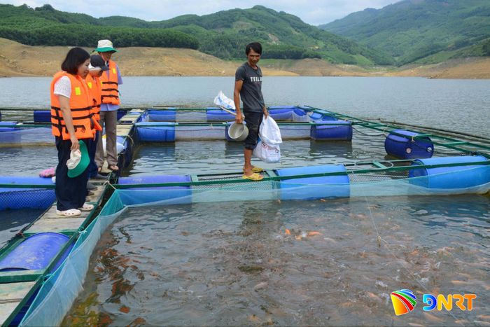 Mô hình liên kết nuôi cá lồng bè gắn với tiêu thụ sản phẩm đang giúp nhiều hộ dân vùng lòng hồ thủy điện tại Đà Nẵng có nguồn thu nhập ổn định. Ảnh: HỮU ANH