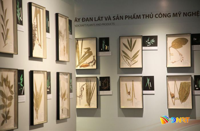 Không gian trưng bày sản phẩm thủ công mỹ nghệ được làm ra từ thảm thực vật có ở vùng người Cơ Tu. Ảnh: ALĂNG NGƯỚC