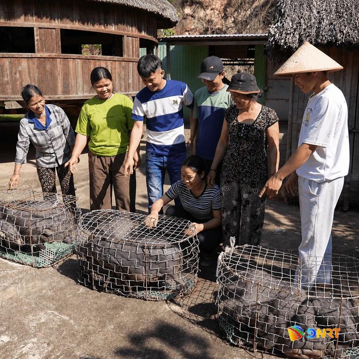Người dân xã Avương nhận hỗ trợ heo cỏ sinh sản. Ảnh: HIỀN THÚY