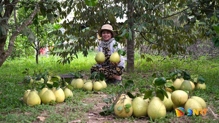Giá trị sản xuất nông - lâm - thủy sản của xã Quế Phước 9 tháng ước đạt hơn 227 tỷ đồng. Trong ảnh: Một mô hình trồng cây ăn quả trên địa bàn. Ảnh: MINH THÔNG