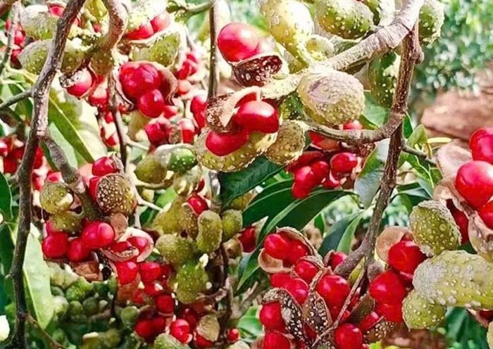  Giá hạt dổi xuống thấp, hiện thương lái không thu mua khiến loại cây này mất giá trị. Ảnh: M.P 