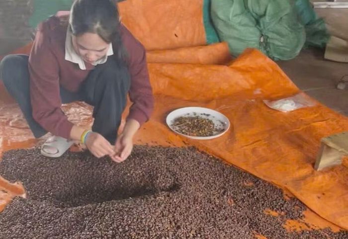  Một số đại lý trong vùng vẫn còn lượng hạt tồn từ những vụ trước nhưng chưa tìm được đầu ra. Ảnh: N.S 
