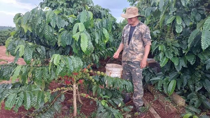  Ông Nguyễn Hoàng Phúc đang chăm sóc vườn cà phê sau thời gian mưa kéo dài. Ảnh: N.D 