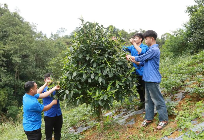 Thanh niên Si Ma Cai phát huy sức trẻ biến khát vọng đổi thay thành hành động xây dựng quê hương