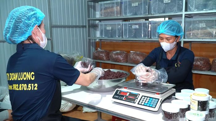 Sơn tra từ đỉnh núi Lùng Cúng đang được đưa vào chế biến thành những sản phẩm OCOP đặc trưng, nâng cao giá trị nông sản và thu nhập cho người dân vùng cao.