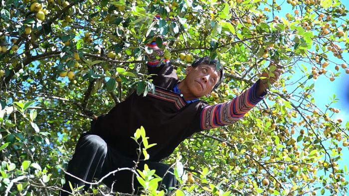  Theo anh Chang A Páo, thôn Lùng Cúng có hơn 230 hộ thì nhà nào cũng trồng sơn tra, ít thì vài chục gốc, nhiều thì vài trăm gốc. Anh Páo cho biết, có thời điểm sơn tra được giá, thu nhập đạt khoảng 200 - 300 triệu đồng/năm. Tuy nhiên, 2 năm nay giá giảm, 3 vườn với gần 900 gốc sơn tra của gia đình anh chỉ cho thu nhập khoảng từ 50 - 60 triệu đồng/năm. 