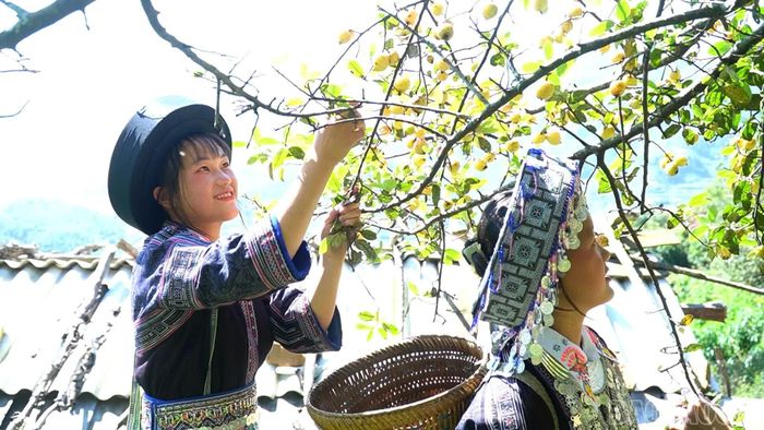 Giá trị cây sơn tra không chỉ nằm ở sản lượng quả thu hoạch mà còn gắn với cảnh quan, đời sống và văn hoá truyền thống của đồng bào Mông.