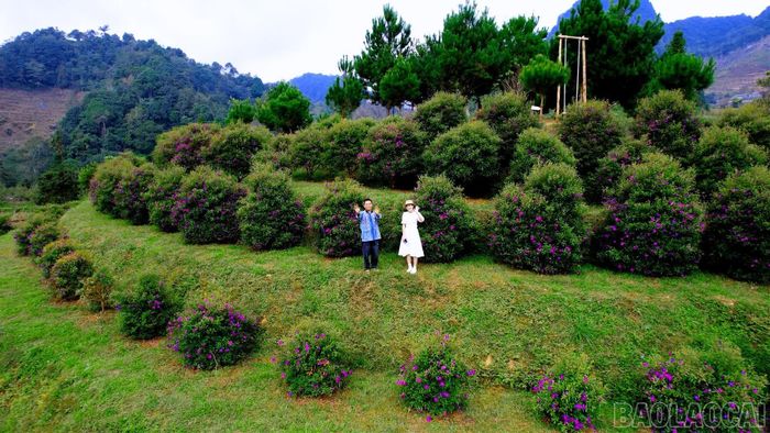 Rồng Hoa Farm nằm giữa không gian núi rừng Pha Long, với những hàng hoa mua được trồng theo từng luống trên sườn đồi.