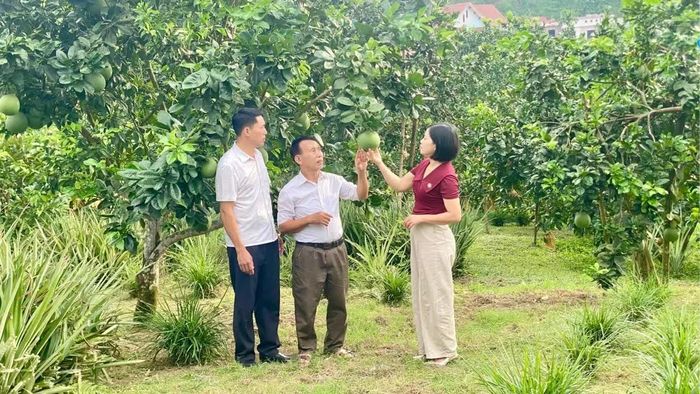 Bí thư Chi bộ thôn Phúc Hòa Nguyễn Thị Hương Quỳnh thường xuyên sâu sát cơ sở, nắm tình hình phát triển kinh tế của người dân trong thôn.