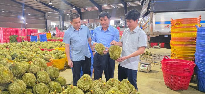 Mục tiêu của tỉnh trong thời gian tới không chỉ tăng số lượng mà chuyển mạnh sang nâng chất lượng quản lý duy trì MSVT và CSĐG