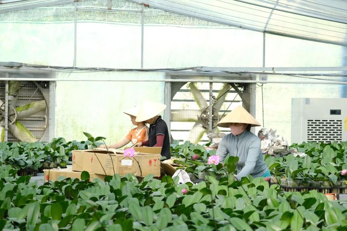 Tỉnh Lâm Đồng hiện có khoảng 100 ha sản xuất lan Hồ điệp