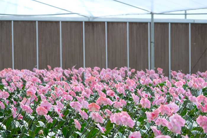 Lâm Đồng là tỉnh đi đầu trong sản xuất hoa lan Hồ điệp của cả nước